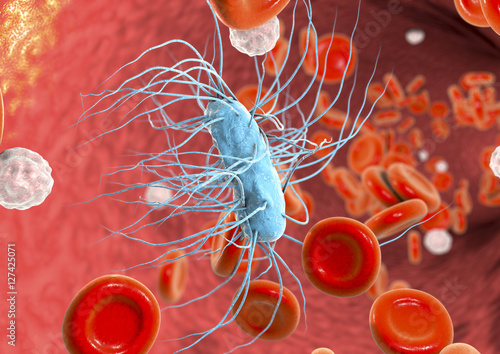 Escherichia coli bacterium in blood, 3D illustration. Sepsis, bacteriemia photo