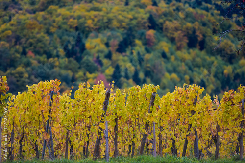 Fototapeta Naklejka Na Ścianę i Meble -  The yellow vines in the fall, Alsace, France