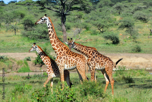 girafe sauvage