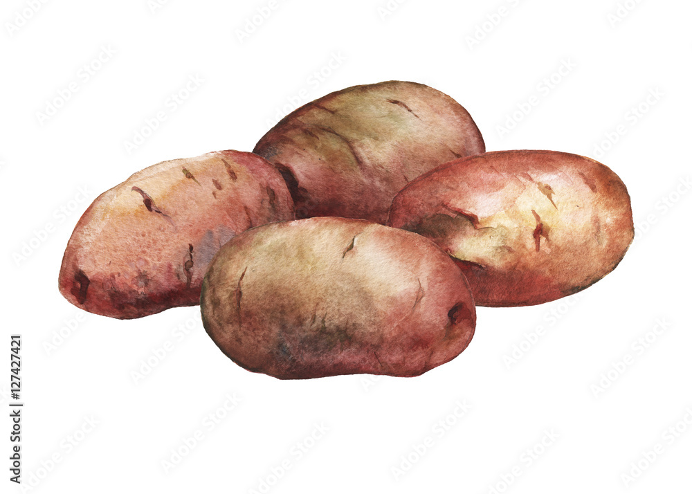 Hand painted watercolor illustration of potatoes on white background Hand painted watercolor illustration of potatoes on white background