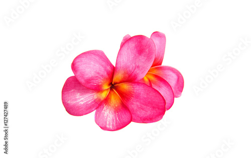 pink plumeria isolated