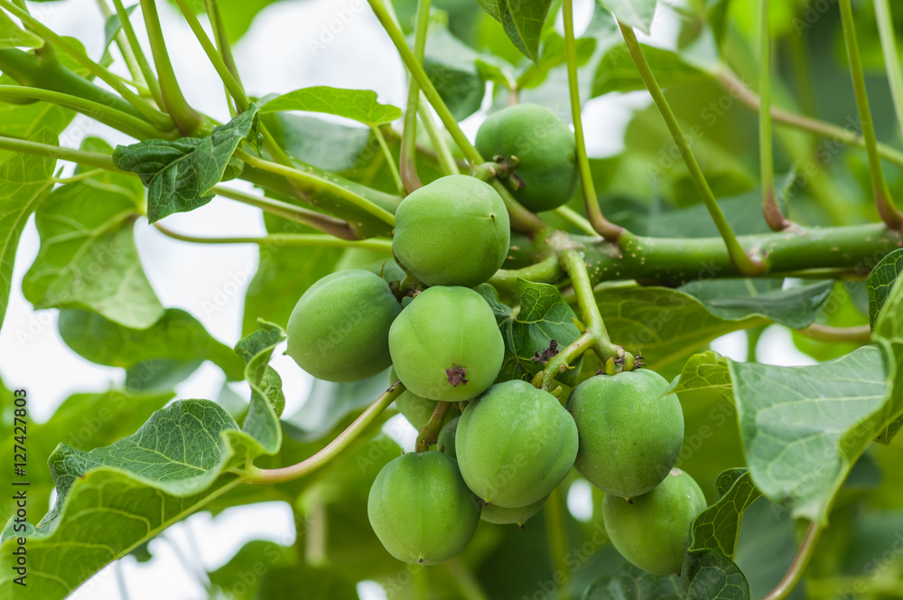 Jatropha on tree in natural of thailand Jatropha on tree in natural of thailand
