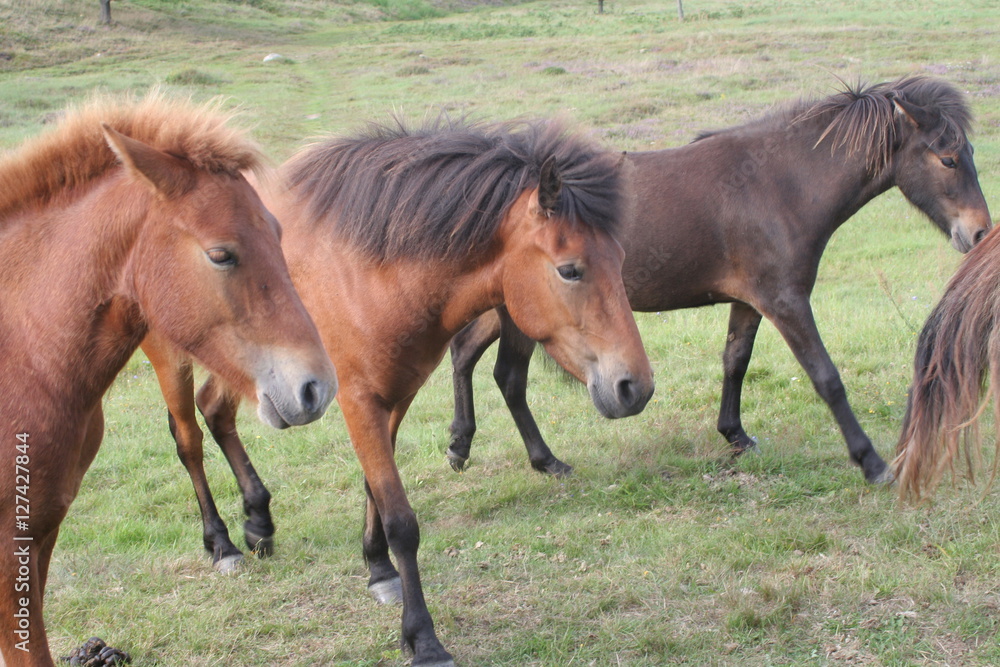 Fototapeta premium Pferde auf der Koppel