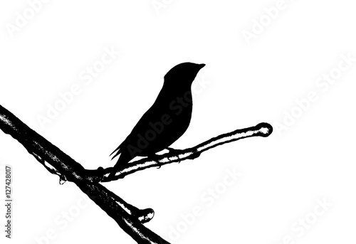 Waxwings on a branch covered with ice. Silhouette. 