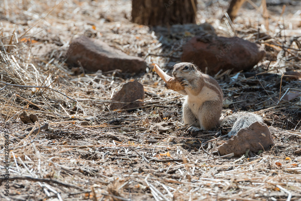 Obraz premium Close view of Namibian fluffy ground squirrel gnawing a bone