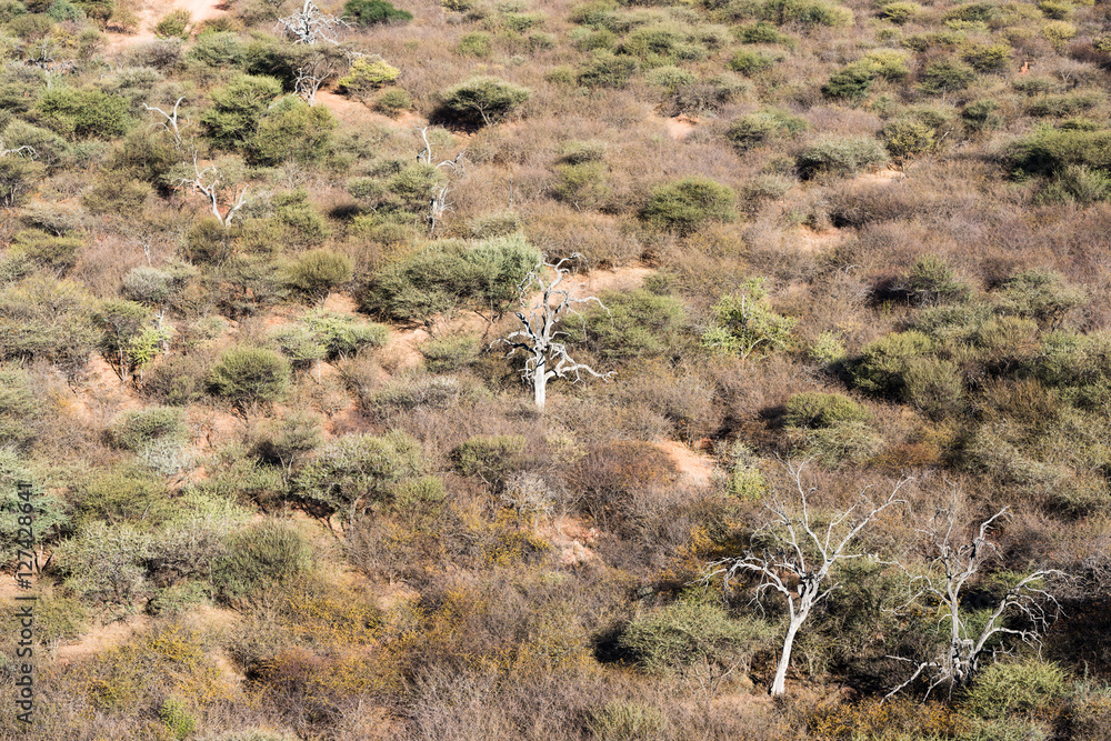 Namibian savanna woodlands view from the top of Waterberg Platea