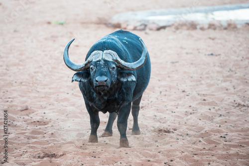 An African buffalo is smelling the air for signs of danger