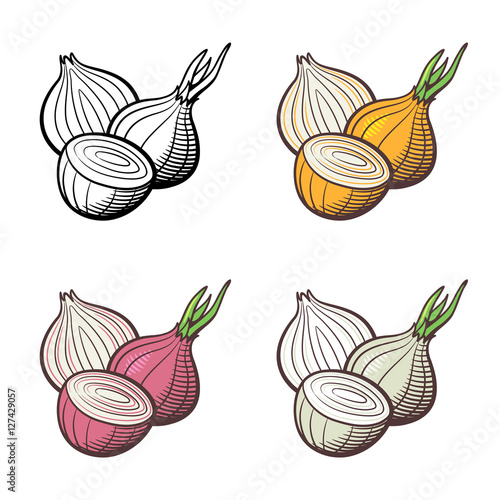 Set of onion. Whole bulb and cross section. Red, yellow, white onion and outline version. Stylized vector illustration, isolated on white