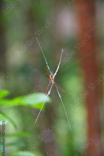 Spider on a spider web with a green rain forest background