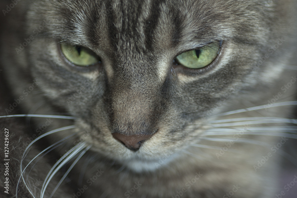 Fototapeta premium Cat face closeup