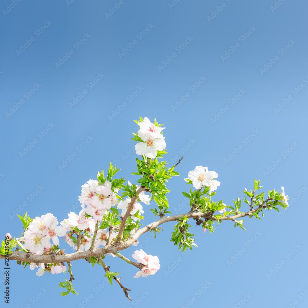 Single blooming branch of apple tree against spring blue sky Single blooming branch of apple tree against spring blue sky