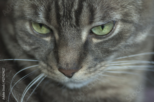 Cat face closeup © Shelley