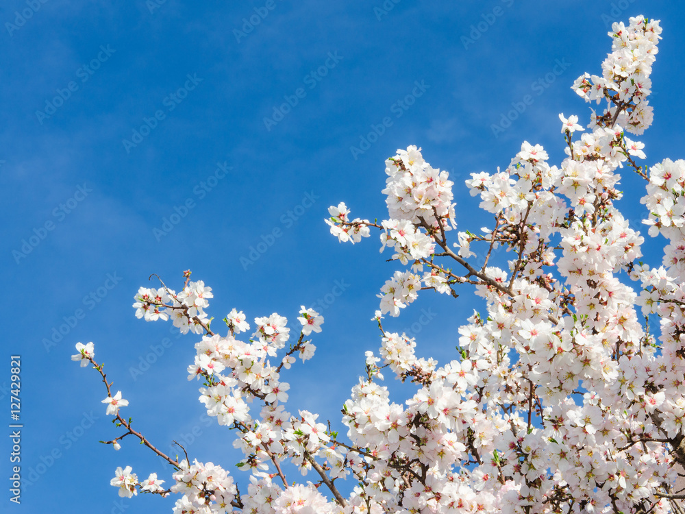 Springtime bloom of apricot tree against blue sky