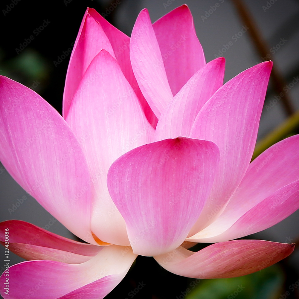 flor de loto flor de loto