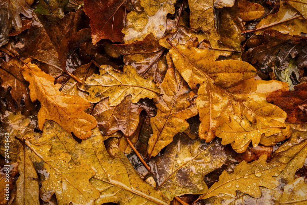 Autumn Leaves Autumn Leaves