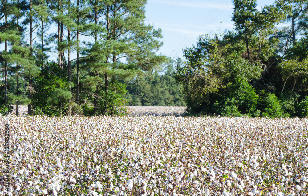 Fototapeta premium Cotton Field
