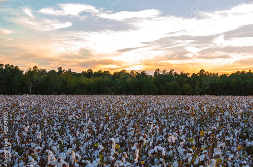 Cotton Field