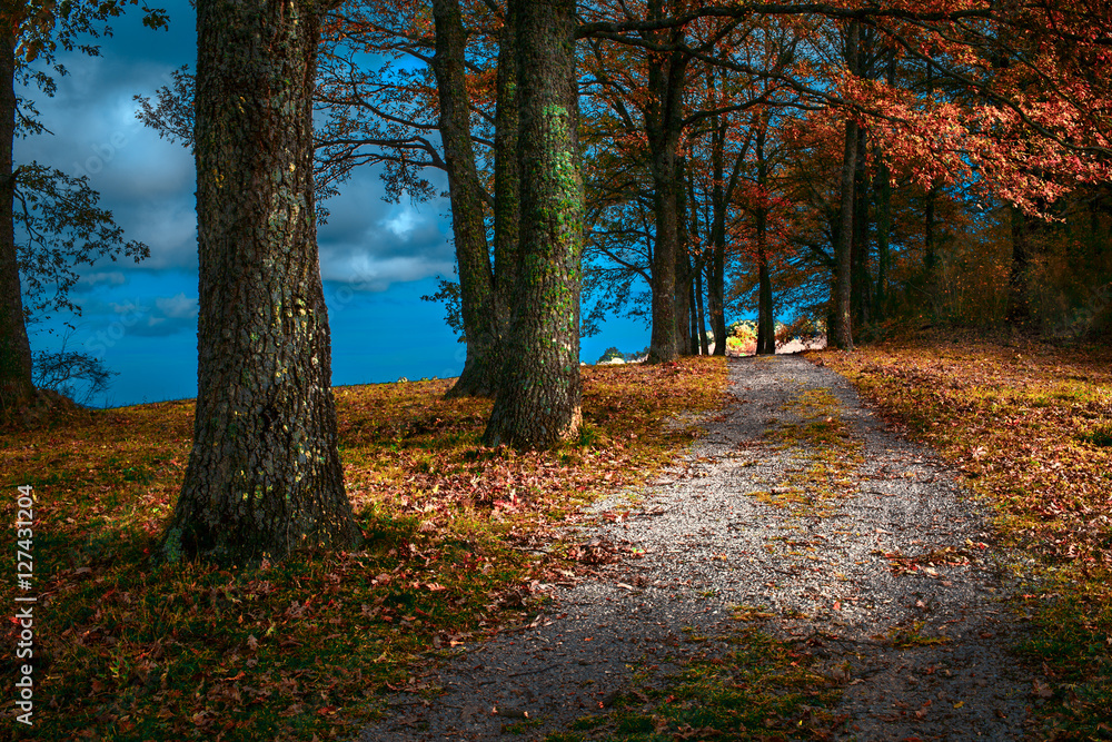 Obraz premium Foliage