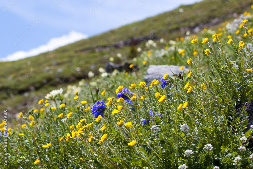 Fototapeta premium Wildflowers on Cottonwood Pass