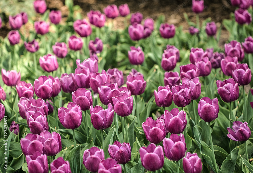 Fototapeta premium Tulips
