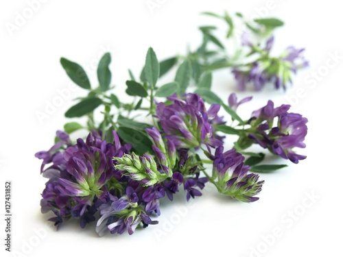 Bild auf Leinwand Alfalfa (Medicago sativa)