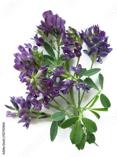 Alfalfa (Medicago sativa)