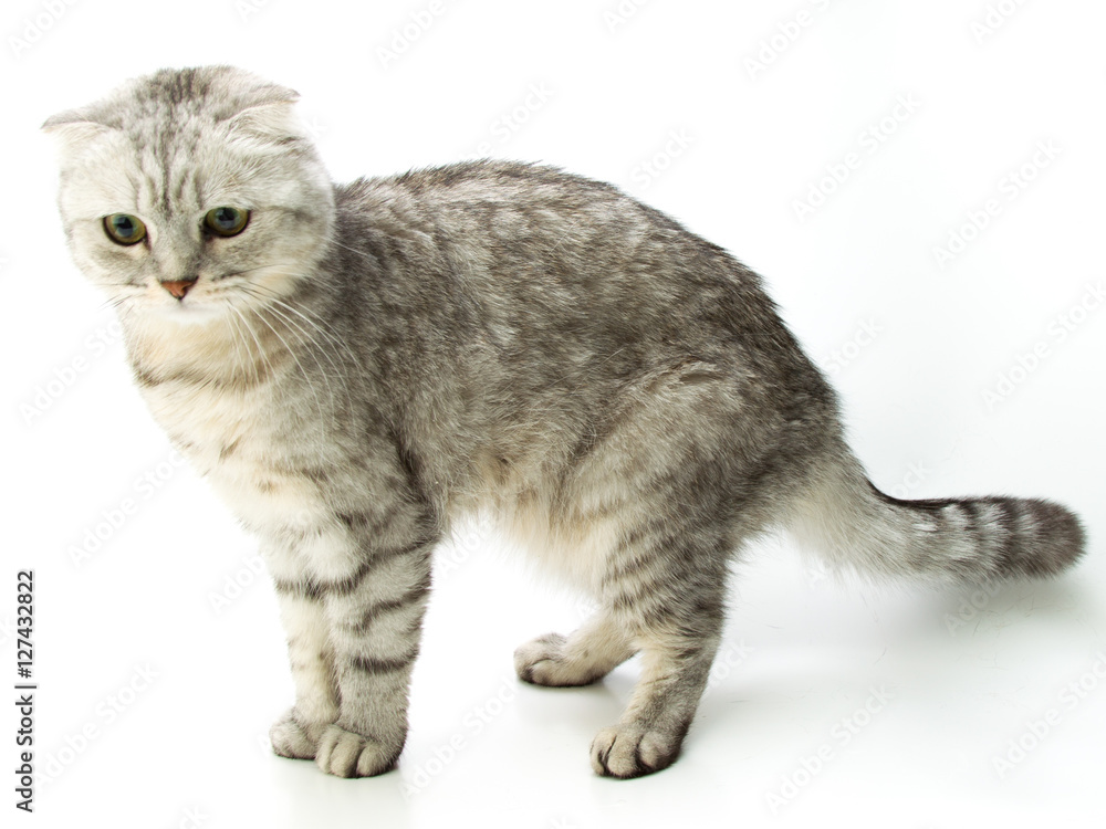 Obraz premium Scottish fold cat