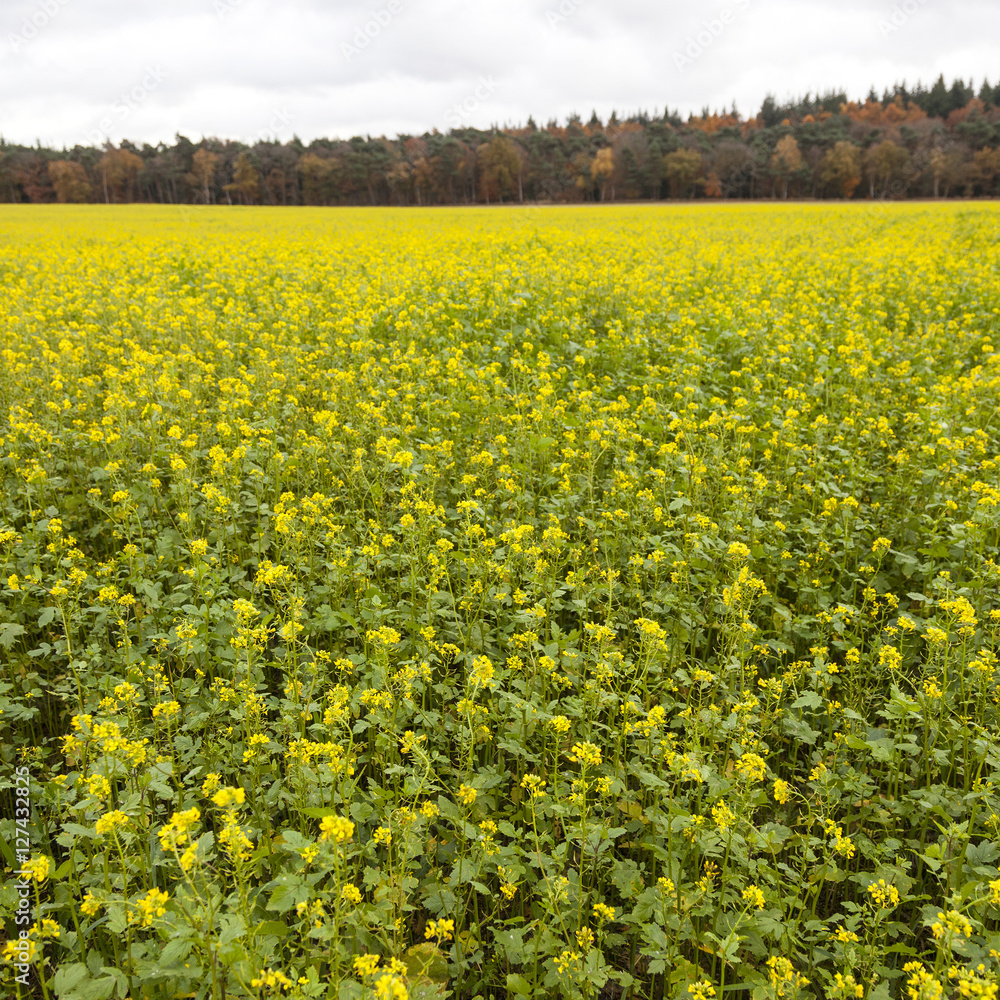 Fototapeta premium square picture of blossoming yellow mustard seed on field near f