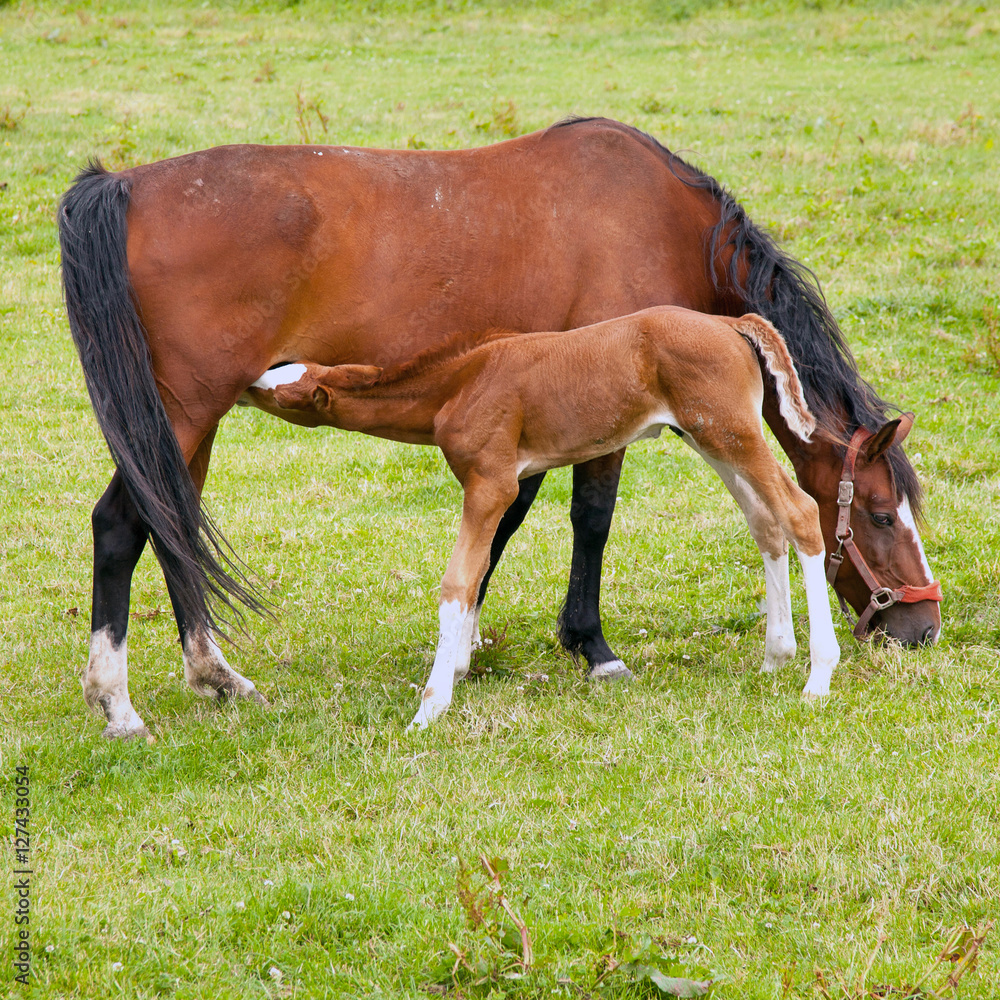 foal drinks from mare in green grassy meadow sq