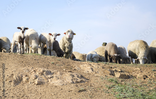 Fototapeta Naklejka Na Ścianę i Meble -  flock of sheep grazing on the hillside