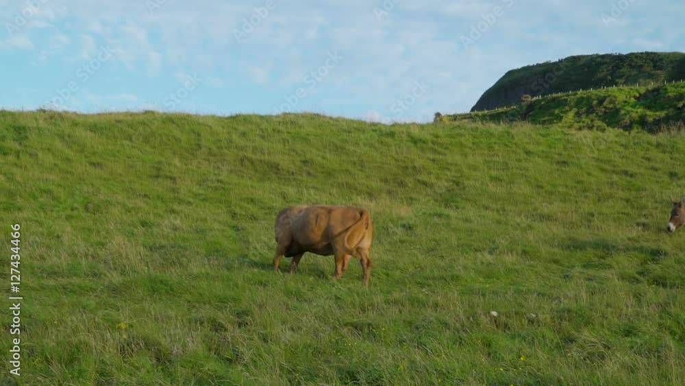 A big brown cow walking on the green farm it is a big field of green plants in the farm in Ireland A big brown cow walking on the green farm it is a big field of green plants in the farm in Ireland