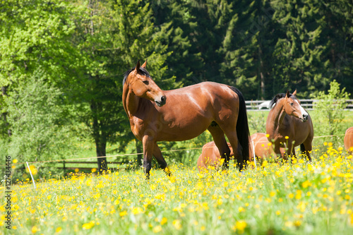beautiful horse on a green meadow with yellow flowers on a sunny