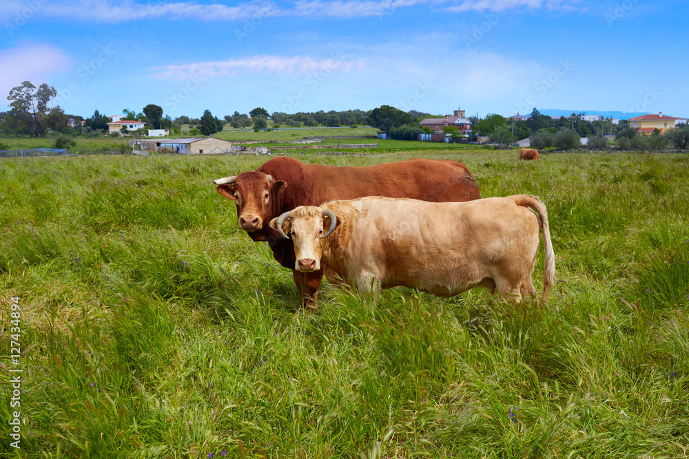 Extremadura cows in via de la Plata way Spain Extremadura cows in via de la Plata way Spain