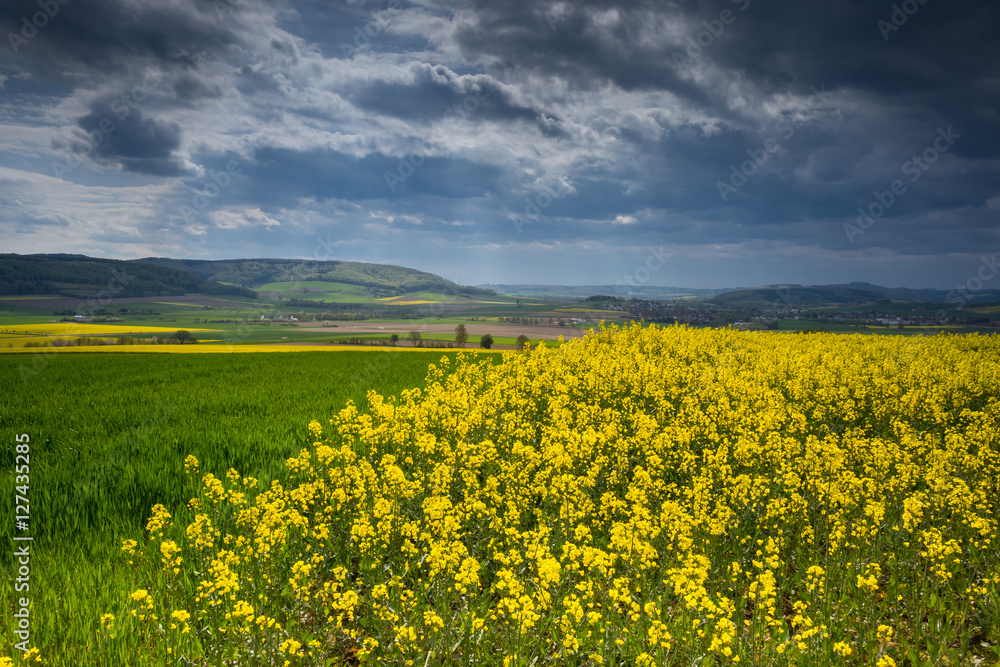 colza fields of Lower Saxony , in Germany colza fields of Lower Saxony , in Germany