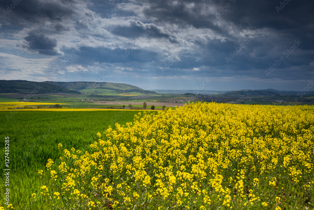 colza fields of Lower Saxony , in Germany