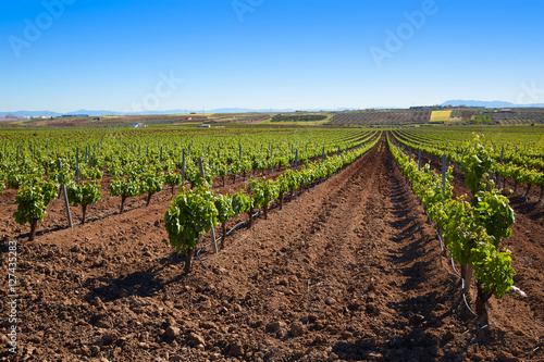 Ribera Guadiana vineyard Extremadura Spain photo