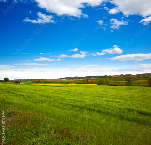 Cereal spring fields in Castilla