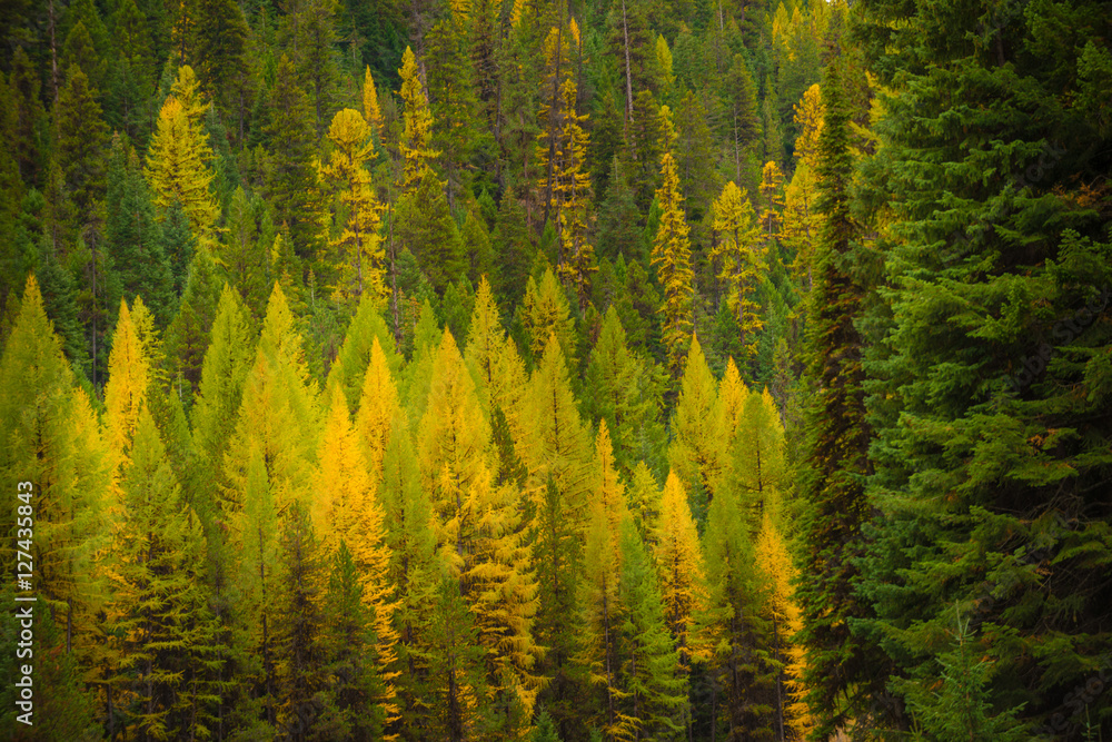 Colorful Pine Trees Background Colorful Pine Trees Background