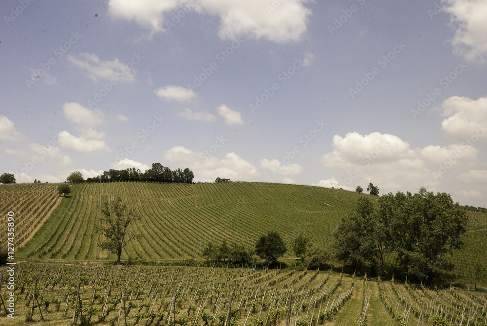 Castle on hill above vineyard in Italy