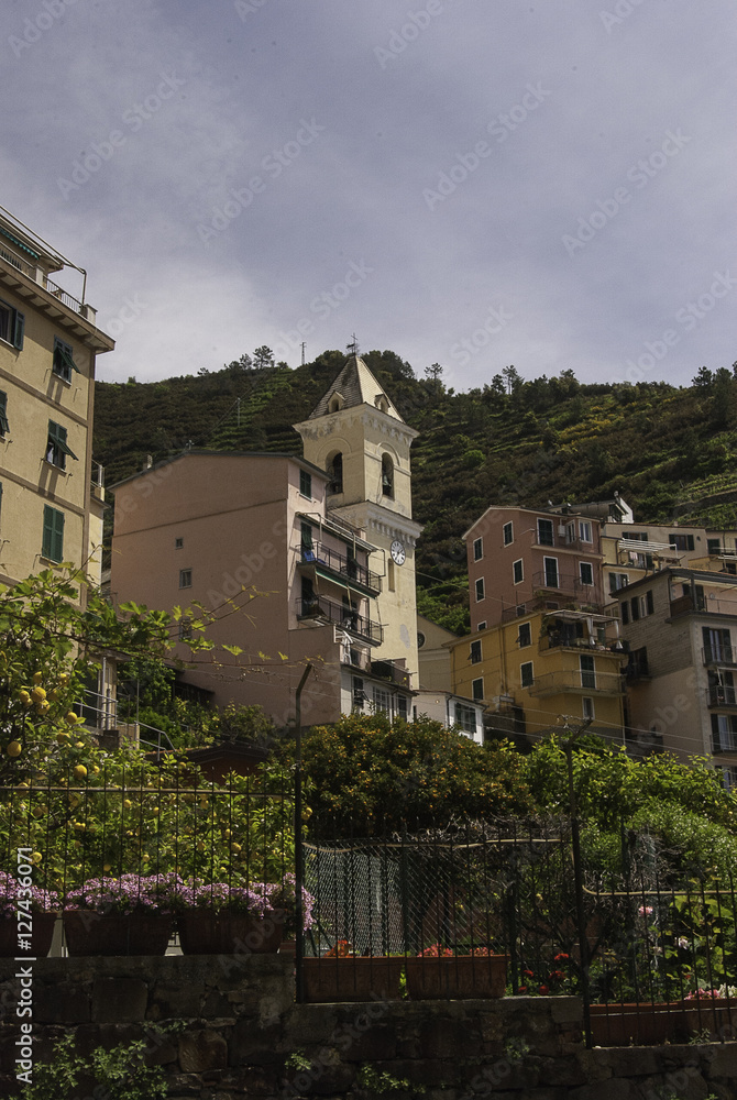 Terrace vineyards on Cinque Terre, Italy Hiking trail