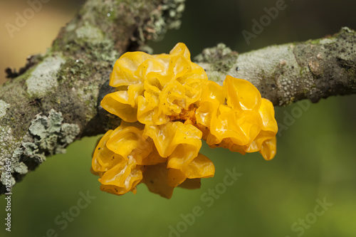Tremella mesenterica