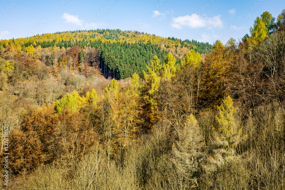 Fototapeta premium Wonderful forest in the late autumn