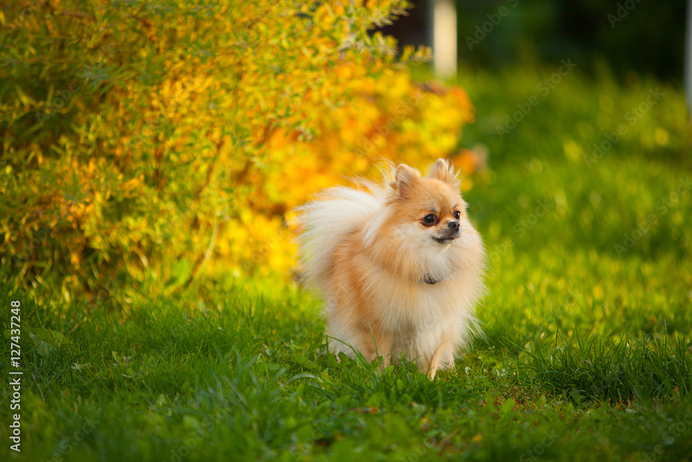 beautiful red dwarf Spitz on green lawn beautiful red dwarf Spitz on green lawn