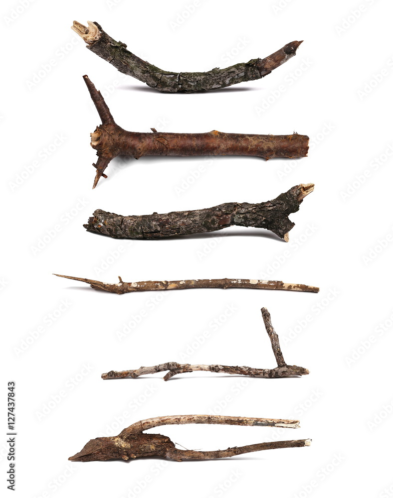 Fototapeta premium Twigs, set dry rotten branches with lichen isolated on white background