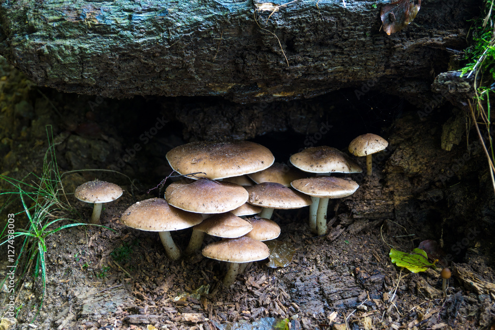 Pilze im Wald / Bereifter Weichritterling / Ausgefranster Weichritterling / Blassgrauer Weichritterling Pilze im Wald / Bereifter Weichritterling / Ausgefranster Weichritterling / Blassgrauer Weichritterling