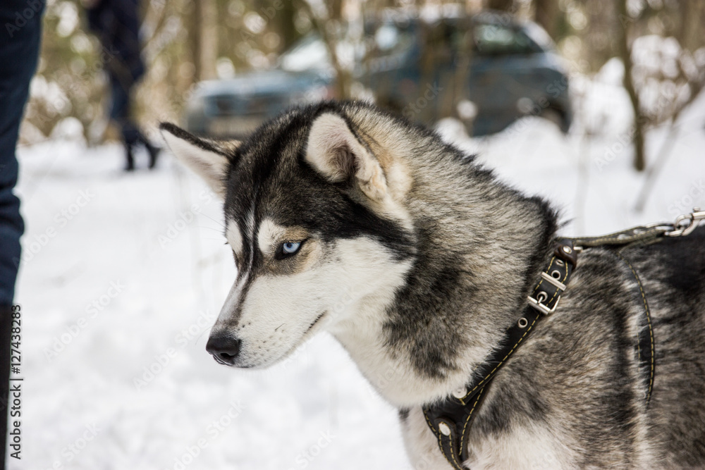 Husky breed dog portrait in winter