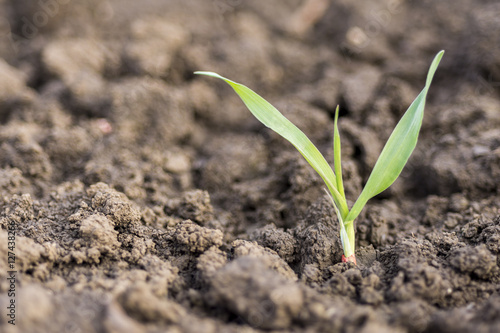 Young Wheat Sprouts Growing in the Field Close Up