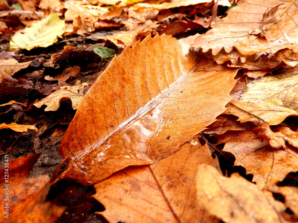 Close up of an autumn leaf following rainfall Close up of an autumn leaf following rainfall