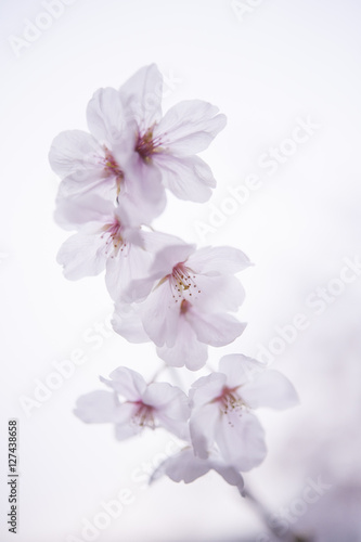 Single cherry blossom branch, white background 