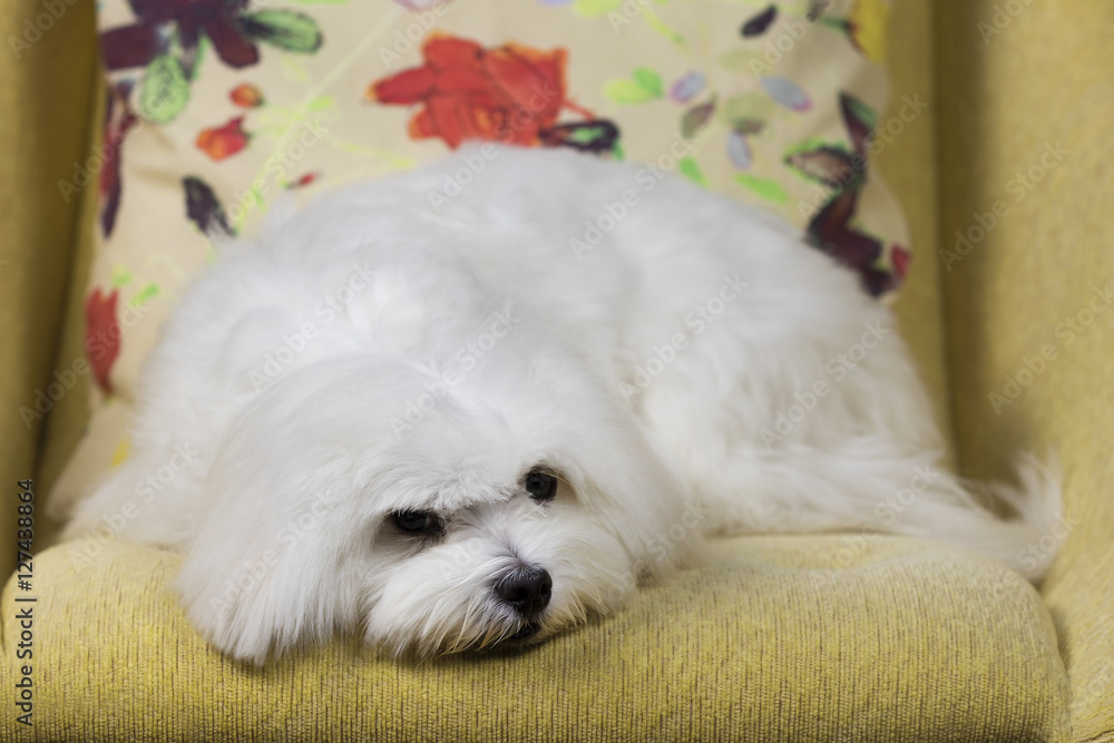 Cute maltese dog lying on a couch with colorful pillows on the background